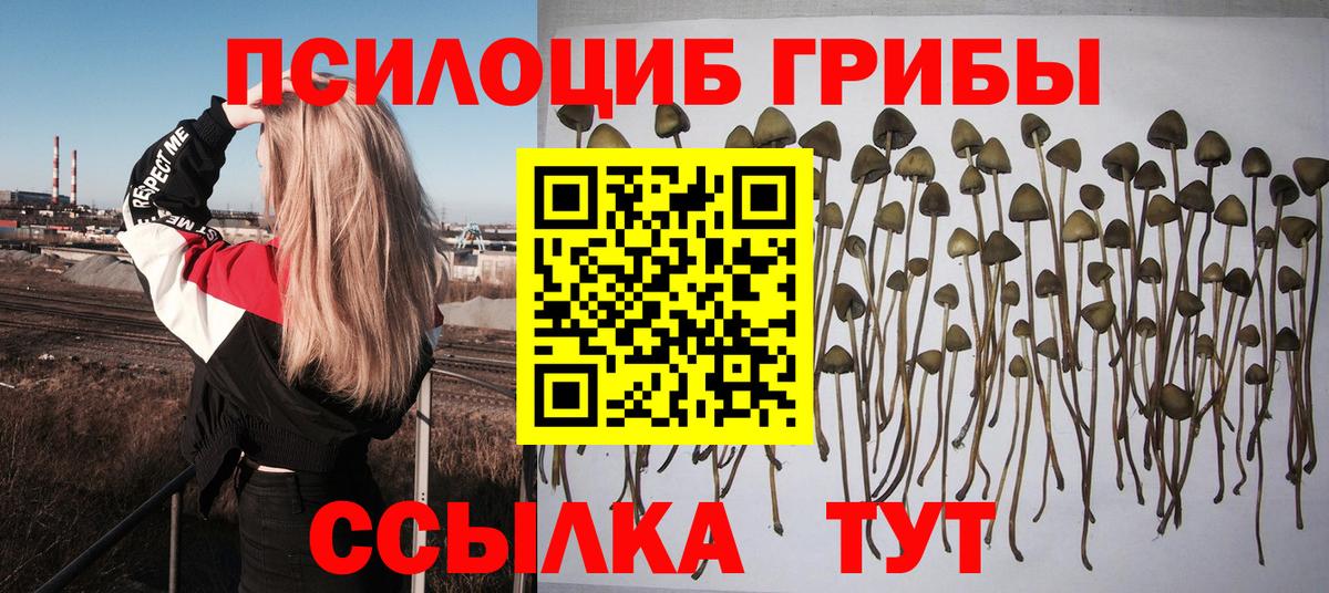 Серов  Псилоцибиновые грибы Psilocybine cubensis  Вход с VPN 